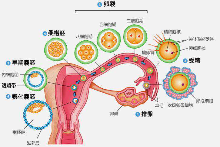 代怀成功率高,国内代怀孕排名,女人不孕怎么做试管移植