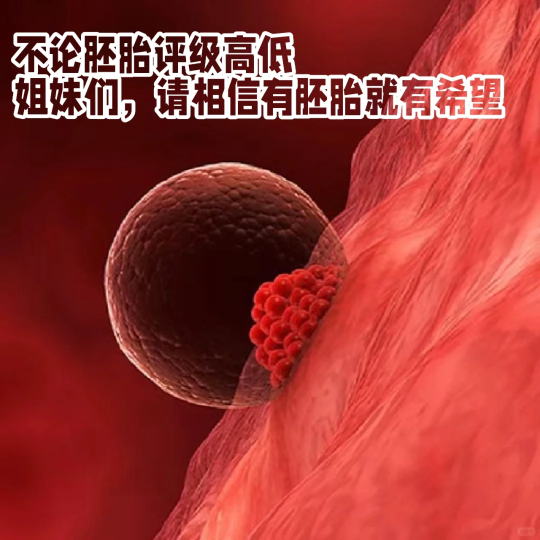 不要看轻任何等级胚胎，有胚胎就意味着希望,乐宝代孕，国内借卵代怀价格