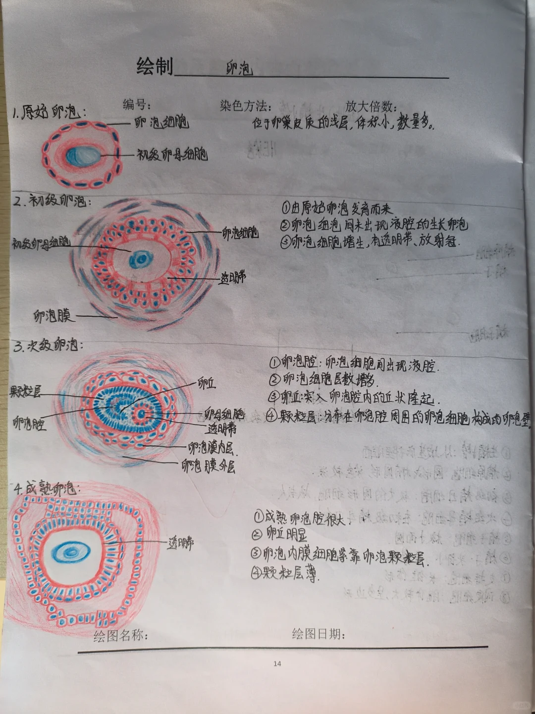组织学与胚胎学——卵泡红蓝铅笔画图,代孕试管公司